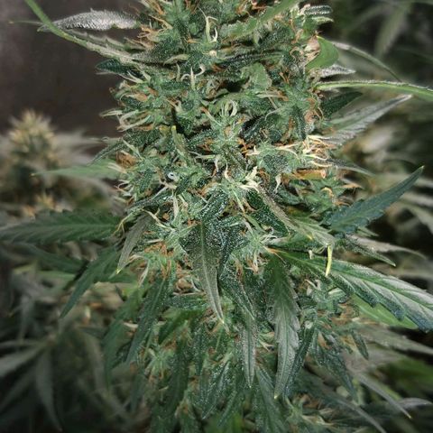 straberry cough growlog timeline photo