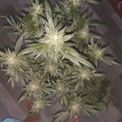 heavan's bluedream growlog timeline photo