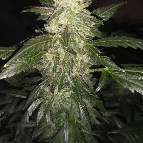 heavan's bluedream growlog timeline photo
