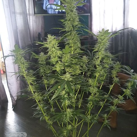 heavan's bluedream growlog timeline photo