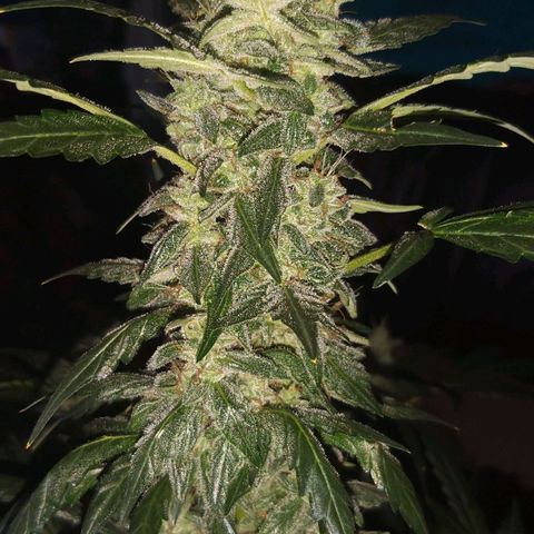 heavan's bluedream growlog timeline photo
