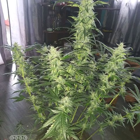 heavan's bluedream growlog timeline photo
