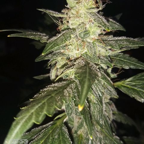 heavan's bluedream growlog timeline photo