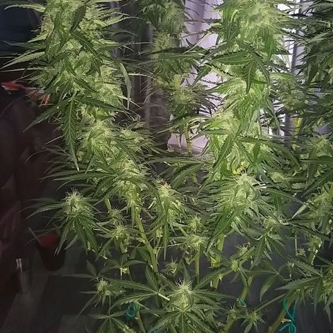 Heaven's BlueDream maggiesauto growlog timeline photo