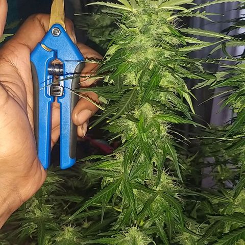 Heaven's BlueDream maggiesauto growlog timeline photo