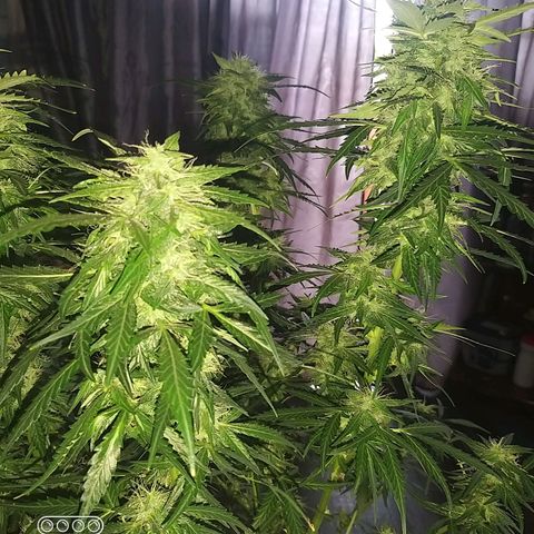 Heaven's BlueDream maggiesauto growlog timeline photo