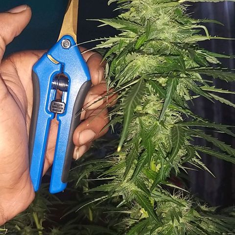 Heaven's BlueDream maggiesauto growlog timeline photo