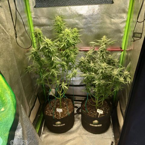 Heaven's BlueDream maggiesauto growlog timeline photo