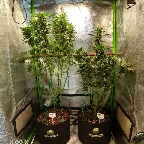 Heaven's BlueDream maggiesauto growlog timeline photo