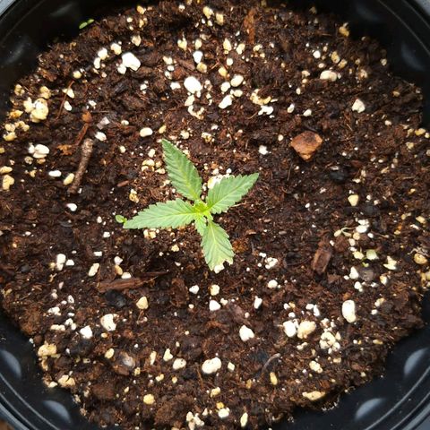 Rainbow Sherbert growlog timeline photo
