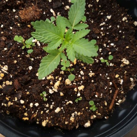 Rainbow Sherbert growlog timeline photo