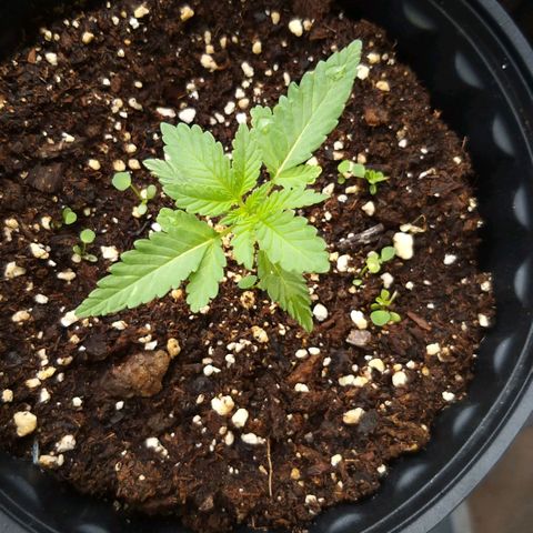 Rainbow Sherbert growlog timeline photo