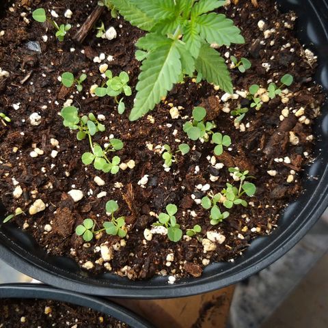 Rainbow Sherbert growlog timeline photo