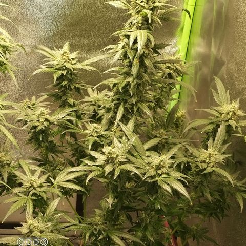 heavan's bluedream growlog timeline photo