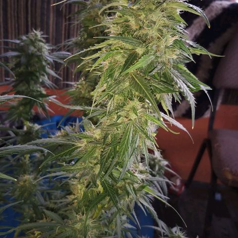 Heaven's BlueDream maggiesauto growlog timeline photo