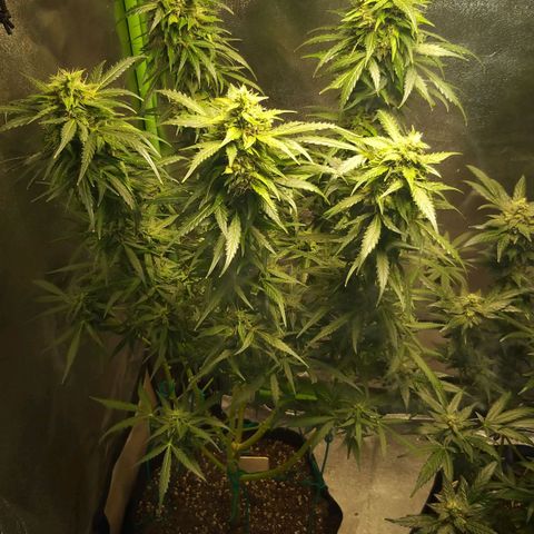 Heaven's BlueDream maggiesauto growlog timeline photo