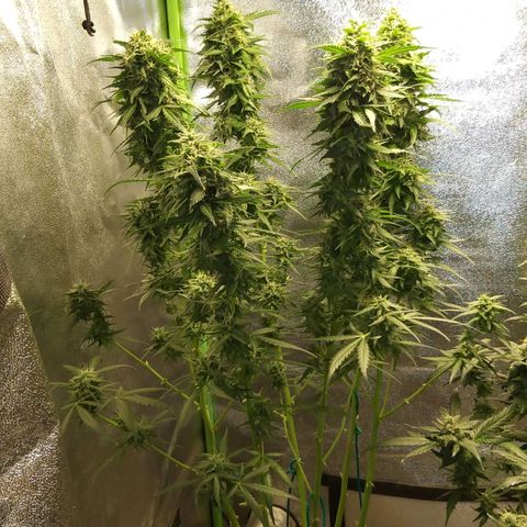 Heaven's BlueDream maggiesauto growlog timeline photo