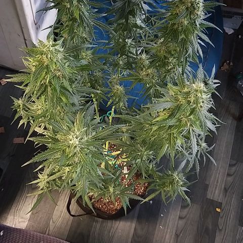 Heaven's BlueDream maggiesauto growlog timeline photo