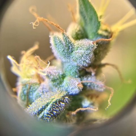 heavan's bluedream growlog timeline photo
