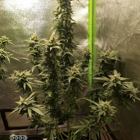 heavan's bluedream growlog timeline photo