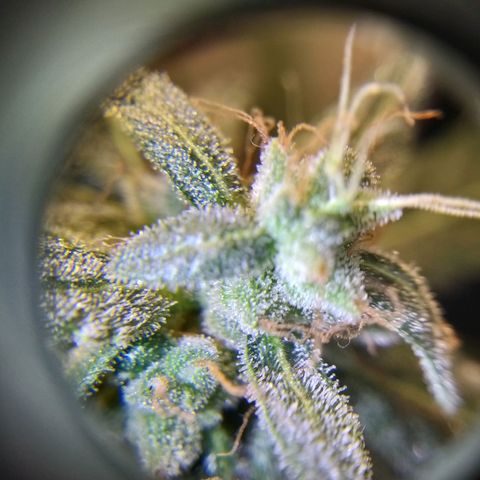 heavan's bluedream growlog timeline photo