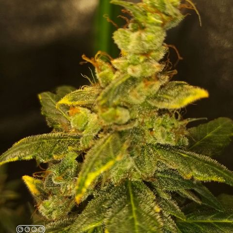 heavan's bluedream growlog timeline photo