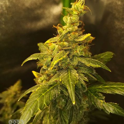 heavan's bluedream growlog timeline photo