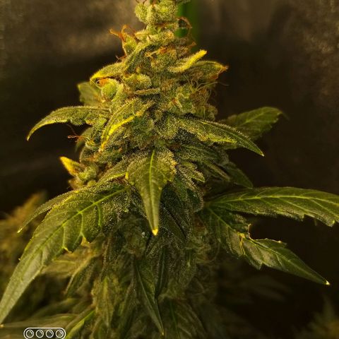 heavan's bluedream growlog timeline photo