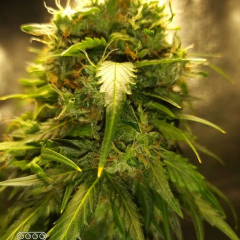 Heaven's BlueDream maggiesauto growlog timeline photo