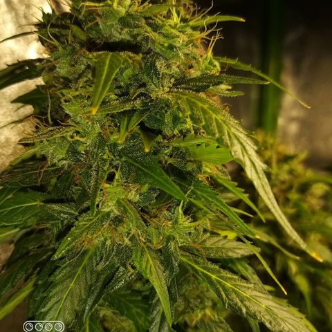 Heaven's BlueDream maggiesauto growlog timeline photo