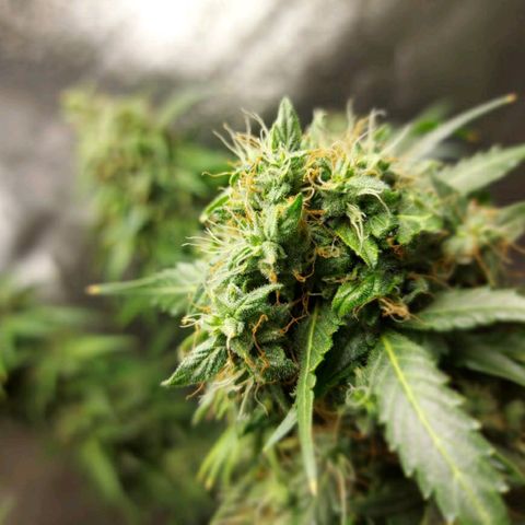 Heaven's BlueDream maggiesauto growlog timeline photo