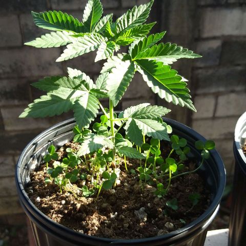 Rainbow Sherbert growlog timeline photo
