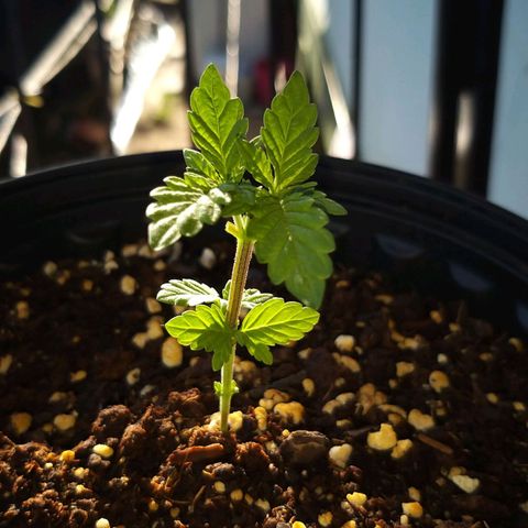 Rainbow Sherbert growlog timeline photo