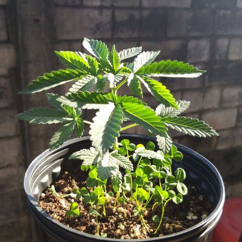 Rainbow Sherbert growlog timeline photo