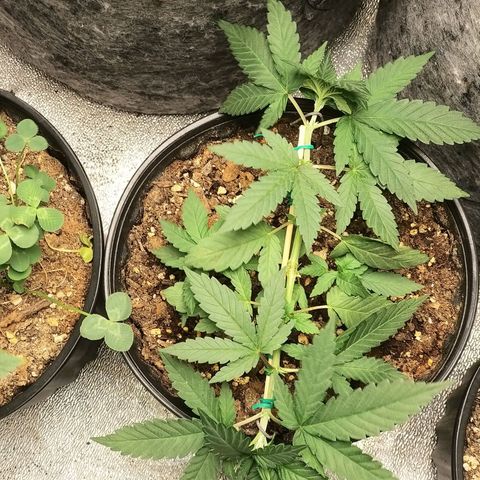 Rainbow Sherbert growlog timeline photo