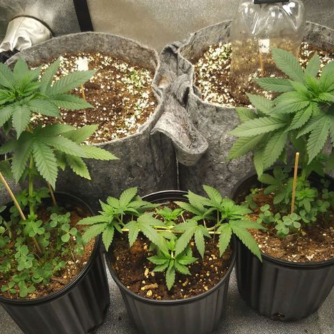 Rainbow Sherbert growlog timeline photo