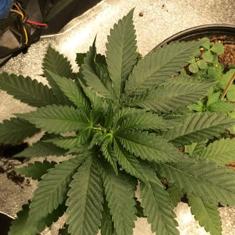 Rainbow Sherbert growlog timeline photo