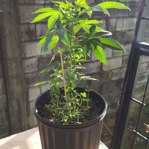 Rainbow Sherbert growlog timeline photo