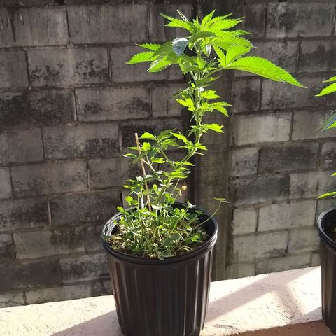 Rainbow Sherbert growlog timeline photo