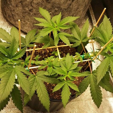 Rainbow Sherbert growlog timeline photo
