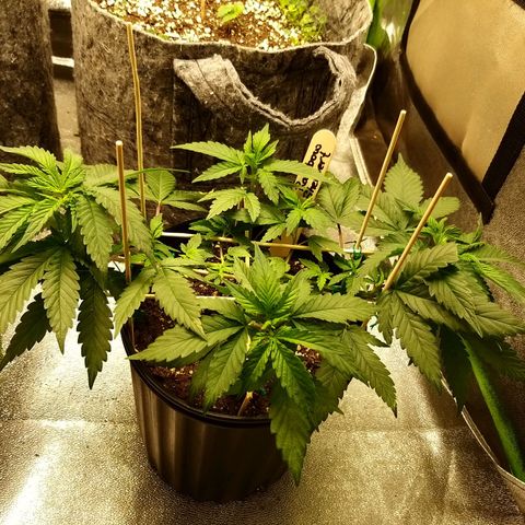 Rainbow Sherbert growlog timeline photo