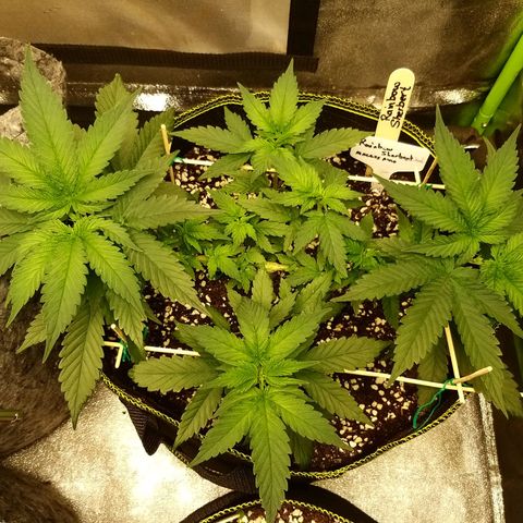 Rainbow Sherbert growlog timeline photo