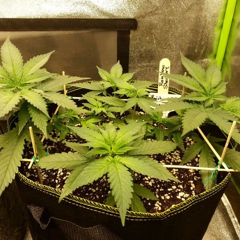 Rainbow Sherbert growlog timeline photo