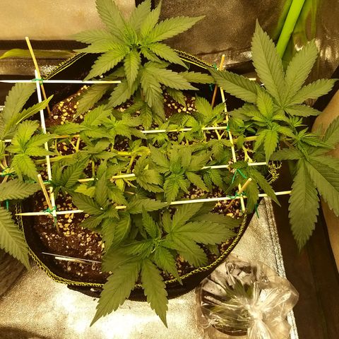 Rainbow Sherbert growlog timeline photo