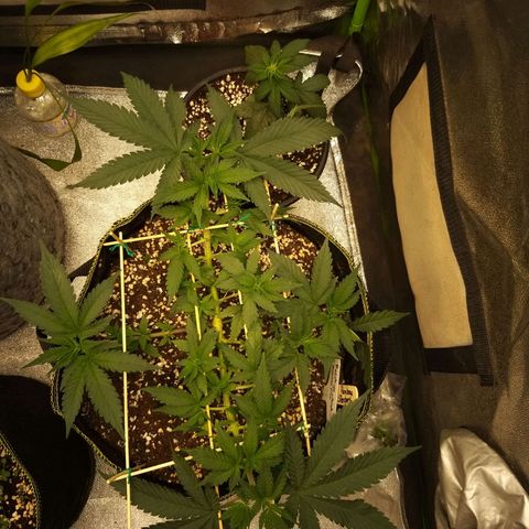 Rainbow Sherbert growlog timeline photo