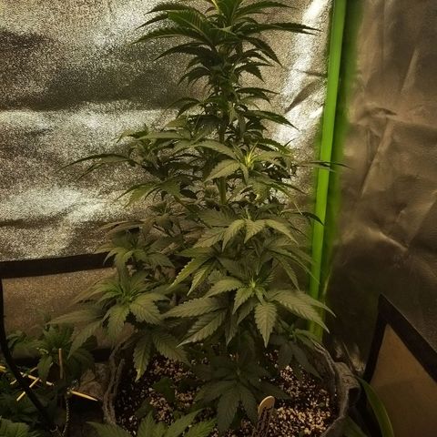 Rainbow Sherbert growlog photo: clone taking off top