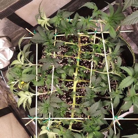 Rainbow Sherbert growlog photo: clone taking off top