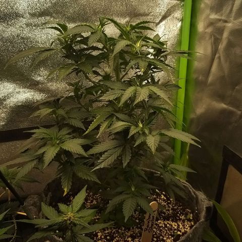 Rainbow Sherbert growlog photo: clone taking off top