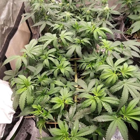 Rainbow Sherbert growlog timeline photo