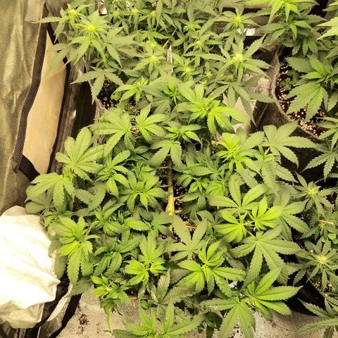 Rainbow Sherbert growlog timeline photo